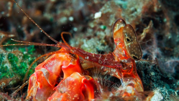 spearing mantis by Michael Brown